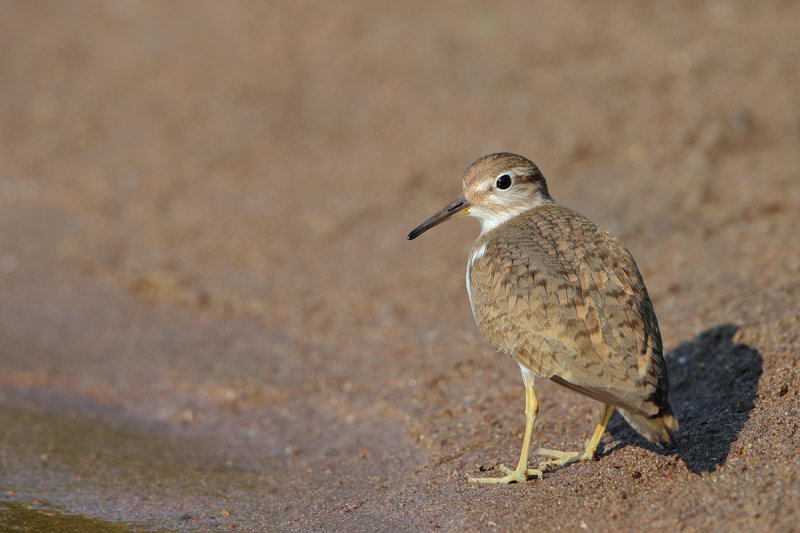 Common Sandpiper (Actitis hypoleucos) 