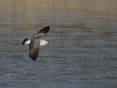 Gallery Caspian Gull