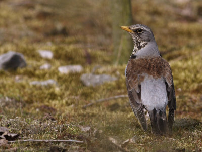 Fieldfare (Turdus pilaris)