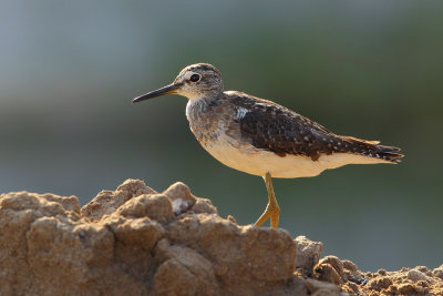 Green Sandpiper (Tringa ochropus) 