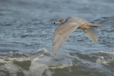 Gallery Glaucous Gull