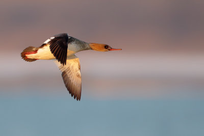 Gallery Red-breasted Merganser
