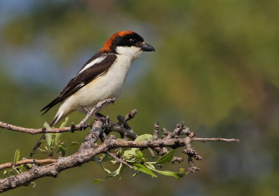 Gallery Woodchat Shrike