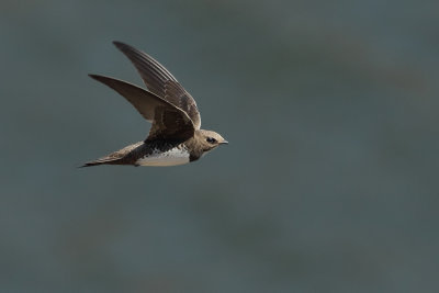 Alpine Swift (Tachymarptis melba) 