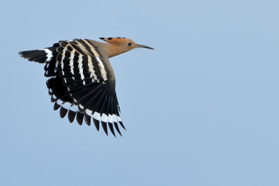 Hoopoe (Upupa epops)