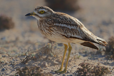 Eurasian Stone-Curlew (Burhinus oedicnemus ssp. insularum) 