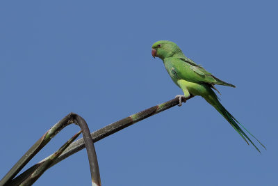 Parrots