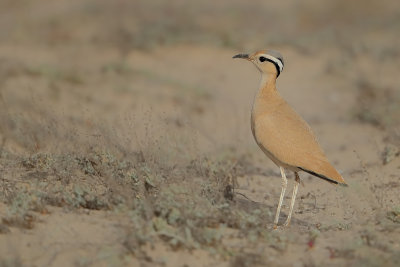 Cream-coloured Courser  (Cursorius cursor ssp. bannermani)