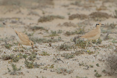 Cream-coloured Courser  (Cursorius cursor ssp. bannermani)