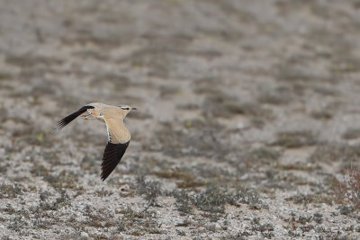 Cream-coloured Courser  (Cursorius cursor ssp. bannermani)