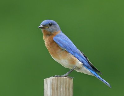 Male Bluebird 