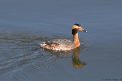Forsyth County, North Carolina - Birds