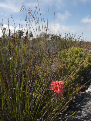 Table Mountain ~ Cape Town