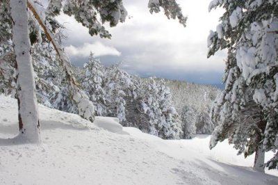 2016129391 Forest Sierra Nevada.jpg