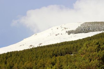 2016129471 Forest and Snow.jpg