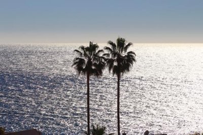 2016129706 Palm Trees Nerja.jpg