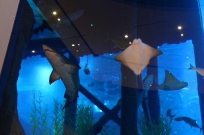 2017020376 Dubai Aquarium.jpg