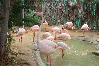 2017020814 Flamingos Dubai Zoo.jpg