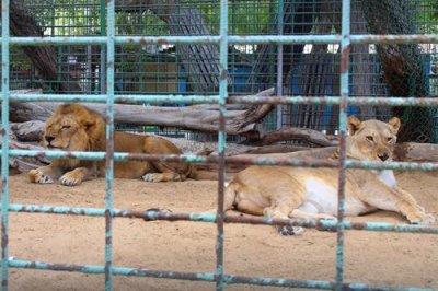 2017020816 Lions Dubai Zoo.jpg