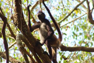 2017042144 Spider Monkey Tikal.jpg