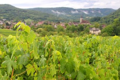 2017083060 Vineyards Arbois Jura.jpg