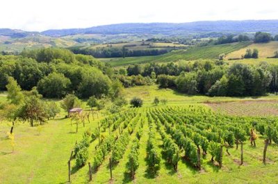 2017083096 Vineyards around Arbois.jpg