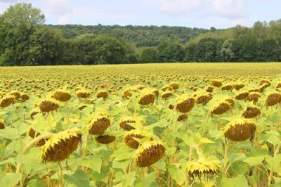 2017083099 Sunflowers near Arbois.jpg
