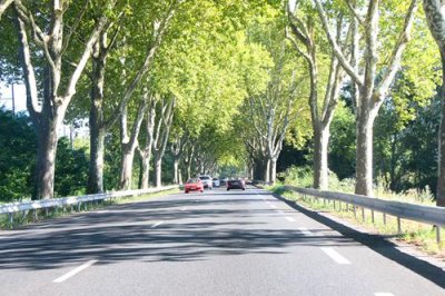 2017083136 Trees Road to Avignon.jpg