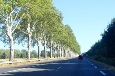 2017083157 Trees Avignon Road.jpg