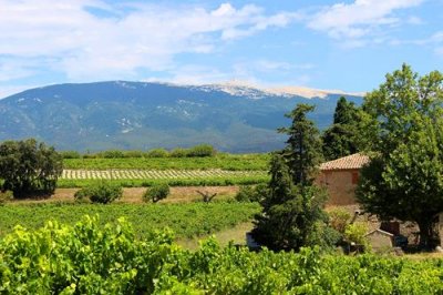 2017083290 Mont Ventoux vineyards.jpg