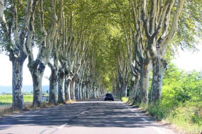 2017083488 Tree line roads Provence.jpg