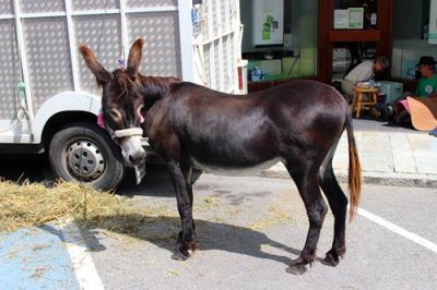 2017083977 Donkey Bourg St Maurice.jpg