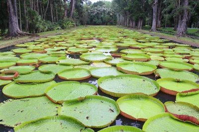 2018046836 Lily pads Pamplemousses.jpg