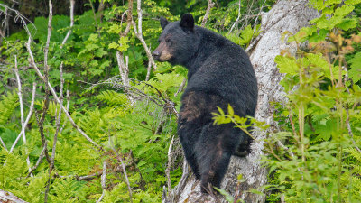 Black Bear climbing a log