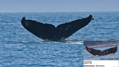 Humpback Whale nicknamed Barnacles - August 26, 2018