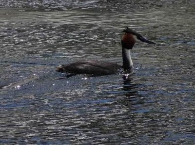 Feb2017_NZ_TA_Grebe01446.JPG