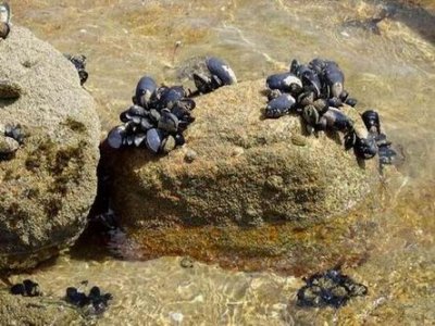 Feb2017_NZ_SI_Mussel.JPG