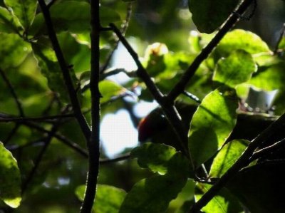 Feb2017_NZ_SI_NZParakeet01598.JPG