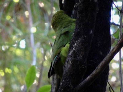 Feb2017_NZ_SI_NZParakeet01621.JPG