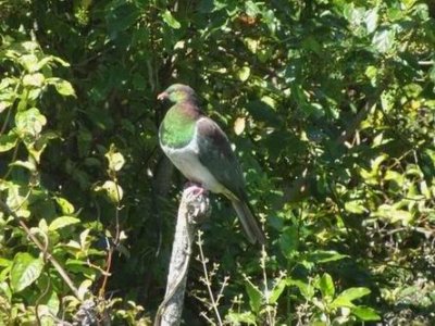 Feb2017_NZ_SI_NZWoodPigeon01650.JPG