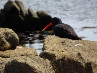Feb2017_NZ_SI_OysterCatcher01727.JPG