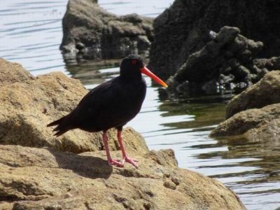 Feb2017_NZ_SI_OysterCatcher01729.JPG