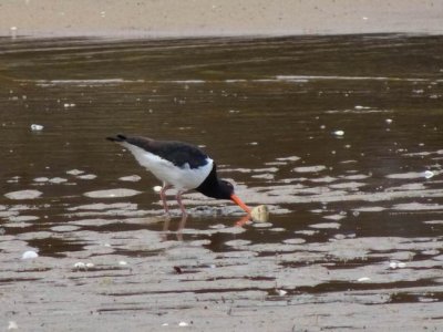 Feb2017_NZ_SI_PiedOysterCatcher01718.JPG