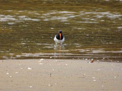 Feb2017_NZ_SI_PiedOysterCatcher01719.JPG