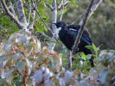 Stewart Island NZ Feb 2017