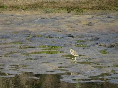 Feb17NH_AustralasianBittern01832.JPG