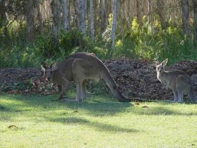 Feb17NH_Kangaroo01790.JPG