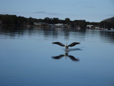 Feb17NH_Pelican01877.JPG