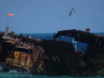 HeronIslandShipWreckApril2017_02336.JPG