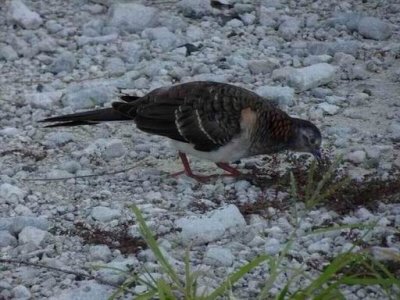 Birds on Heron Island April 2017
